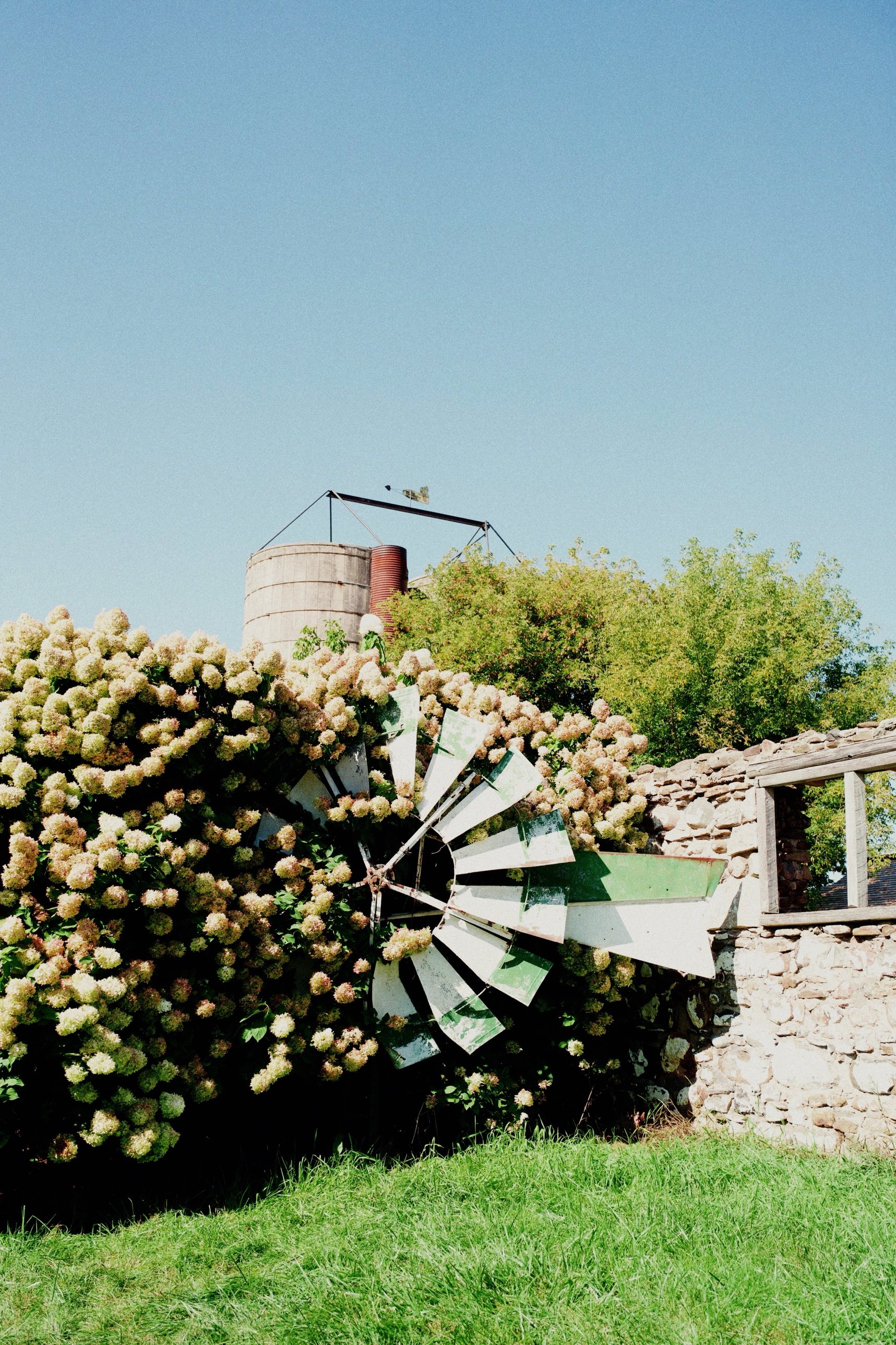 A windmill against a stone wall and hydrangeas, developed on Gold 200